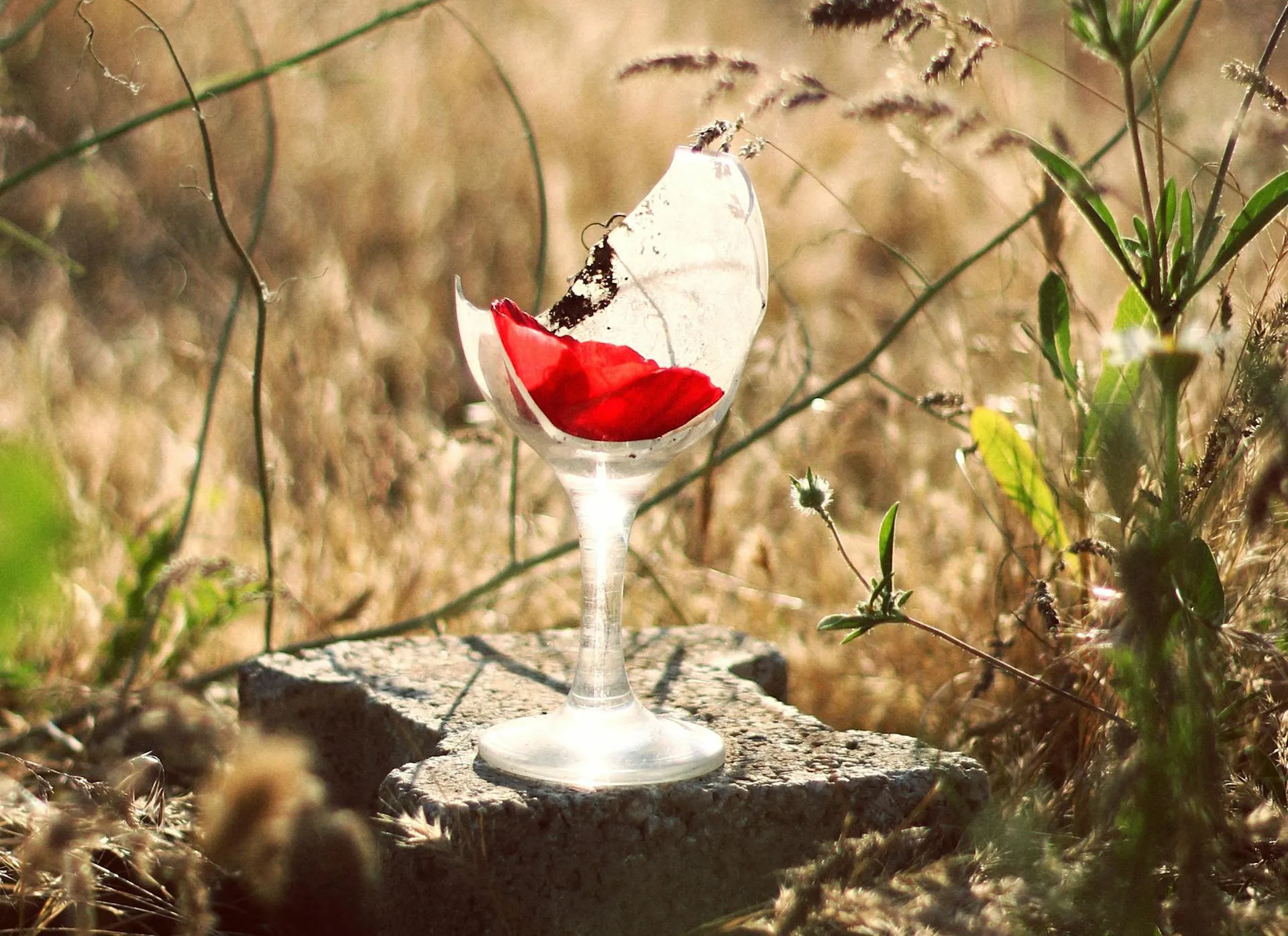 A broken wine glass sits on a concrete block in the middle of a field, with a rose petal visible through the open gap in its bowl.