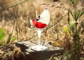 A broken wine glass sits on a concrete block in the middle of a field, with a rose petal visible through the open gap in its bowl.